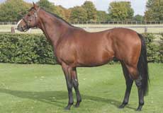 Stallion Image